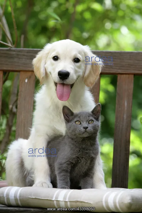  : Dog - Retriever puppy sitting with grey kitten
