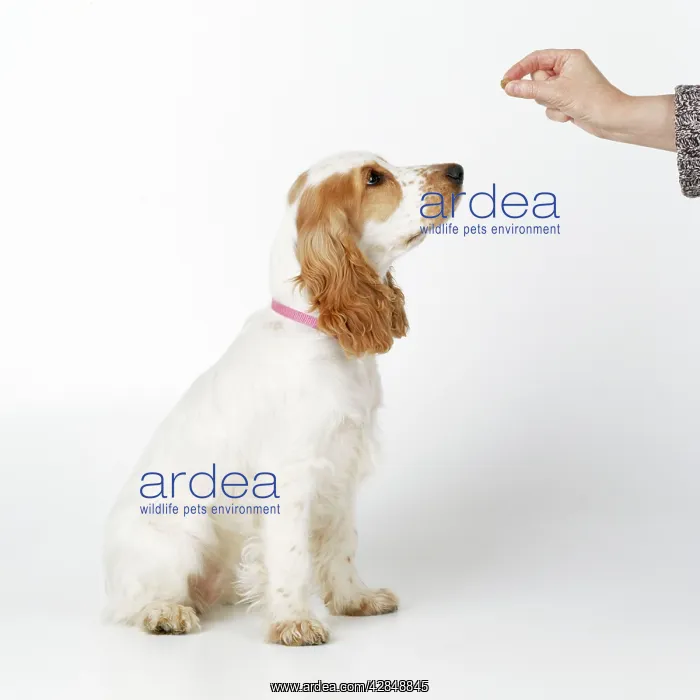 : Dog - rewarding puppy