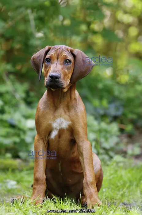 : Dog - Rhodesian Ridgeback. 4 month old puppy : Dog - Rhodesian Ridgeback. 4 month old puppy