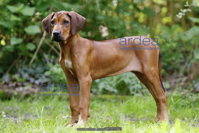 : Dog - Rhodesian Ridgeback. 4 month old puppy : Dog - Rhodesian Ridgeback. 4 month old puppy