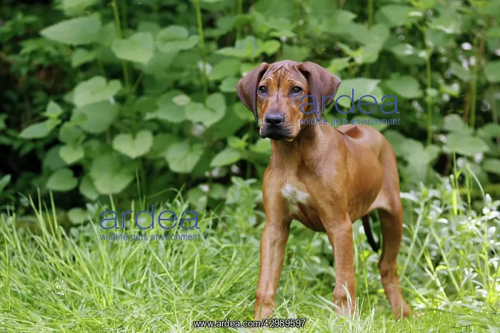 : Dog - Rhodesian Ridgeback. 4 month old puppy : Dog - Rhodesian Ridgeback. 4 month old puppy