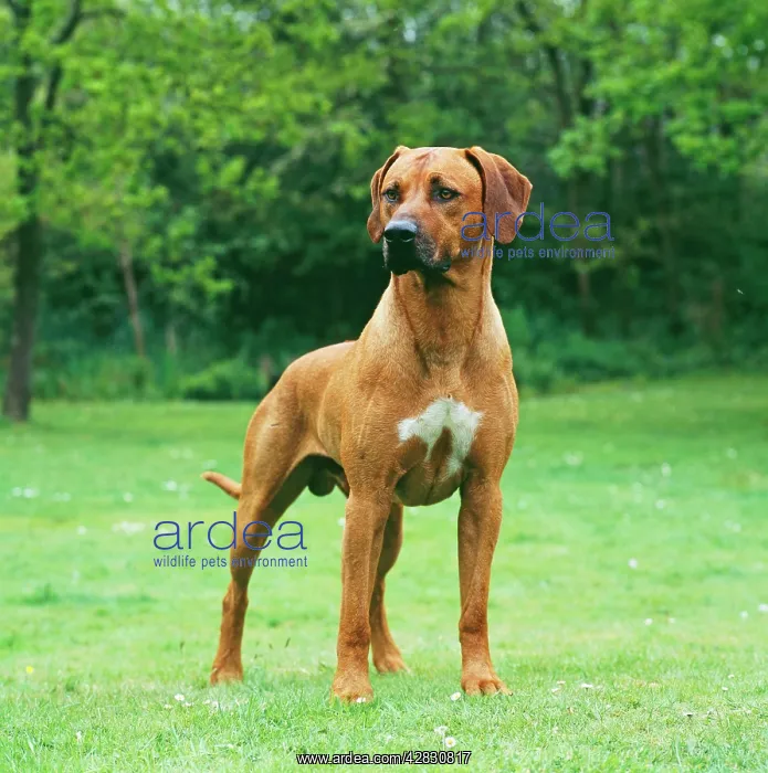 : DOG - Rhodesian Ridgeback : DOG - Rhodesian Ridgeback