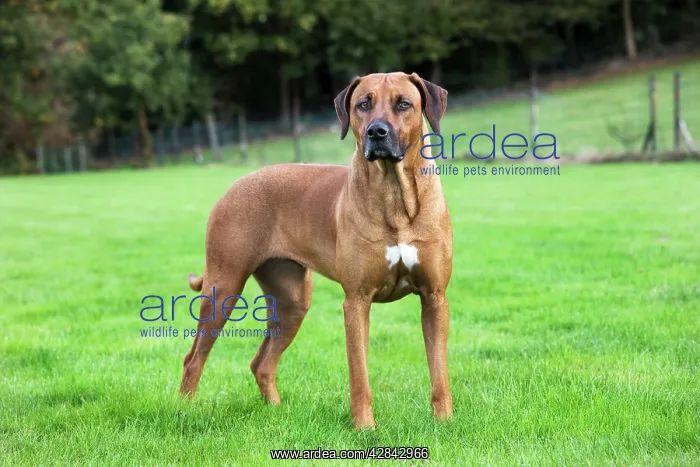 : Dog - Rhodesian Ridgeback : Dog - Rhodesian Ridgeback
