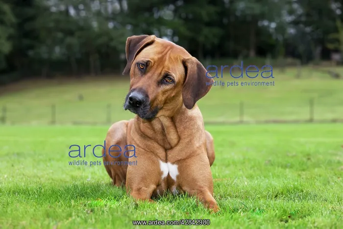 : Dog - Rhodesian Ridgeback : Dog - Rhodesian Ridgeback