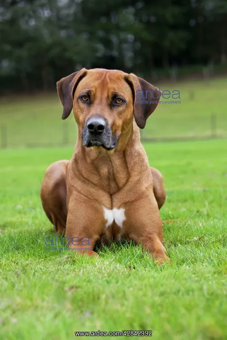 : Dog - Rhodesian Ridgeback : Dog - Rhodesian Ridgeback