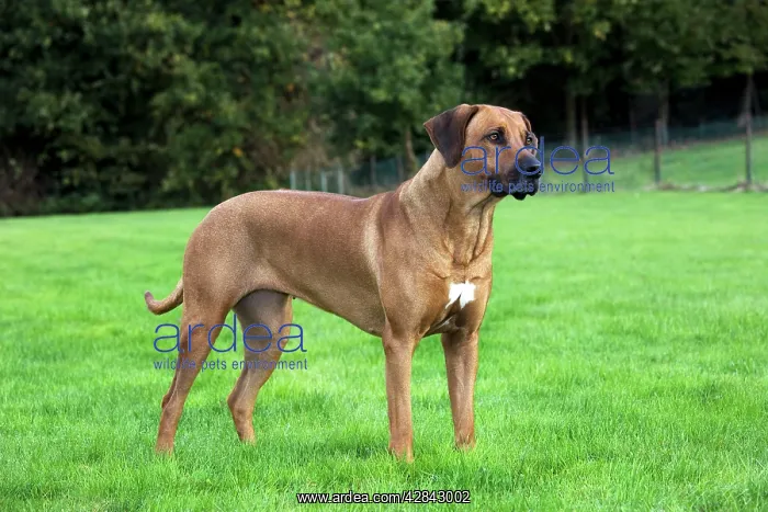 : Dog - Rhodesian Ridgeback : Dog - Rhodesian Ridgeback