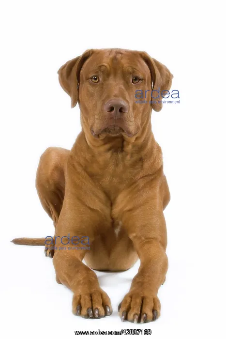 : Dog - Rhodesian Ridgeback : Dog - Rhodesian Ridgeback