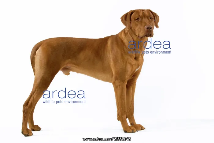 : Dog - Rhodesian Ridgeback : Dog - Rhodesian Ridgeback
