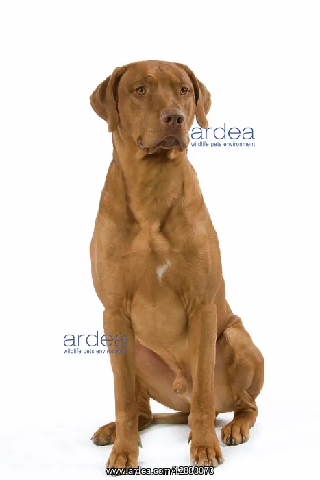 : Dog - Rhodesian Ridgeback : Dog - Rhodesian Ridgeback