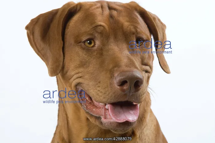 : Dog - Rhodesian Ridgeback : Dog - Rhodesian Ridgeback