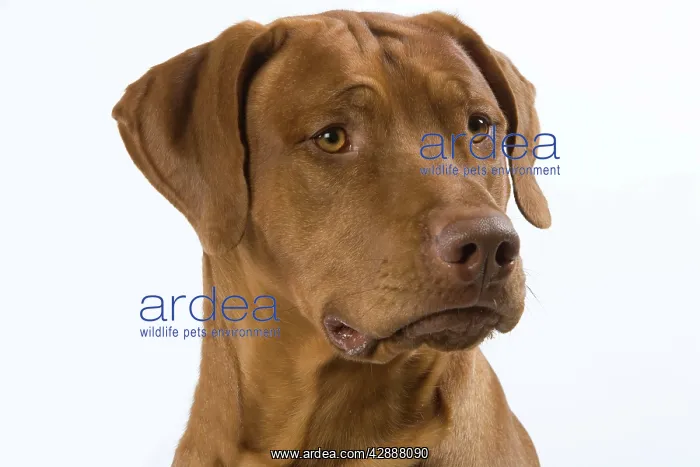 : Dog - Rhodesian Ridgeback : Dog - Rhodesian Ridgeback