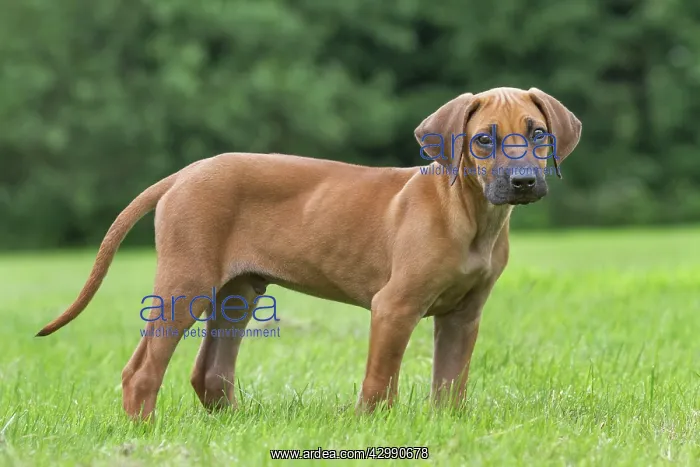 : Dog - Rhodesian Ridgeback : Dog - Rhodesian Ridgeback