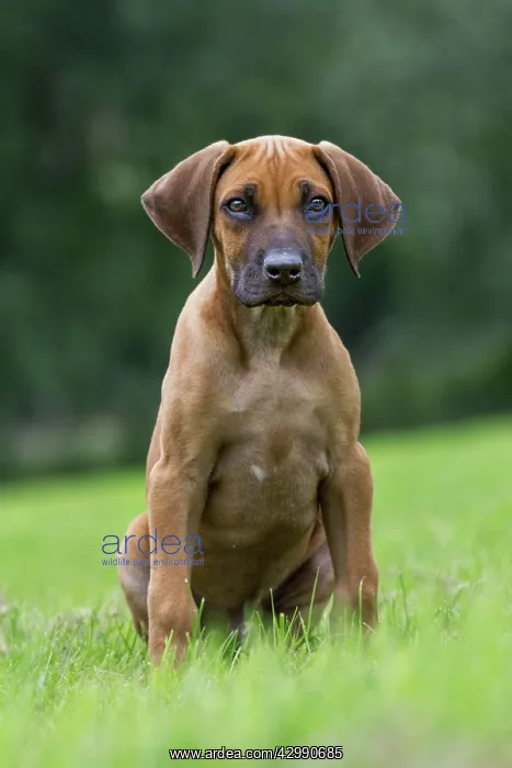 : Dog - Rhodesian Ridgeback : Dog - Rhodesian Ridgeback