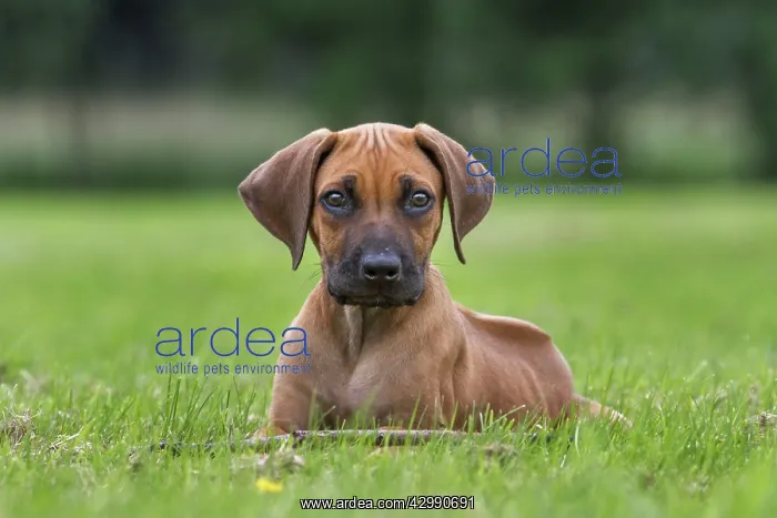 : Dog - Rhodesian Ridgeback : Dog - Rhodesian Ridgeback