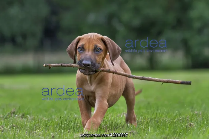 : Dog - Rhodesian Ridgeback : Dog - Rhodesian Ridgeback