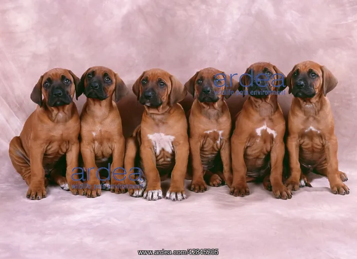  : DOG - Rhodesian Ridgeback puppies