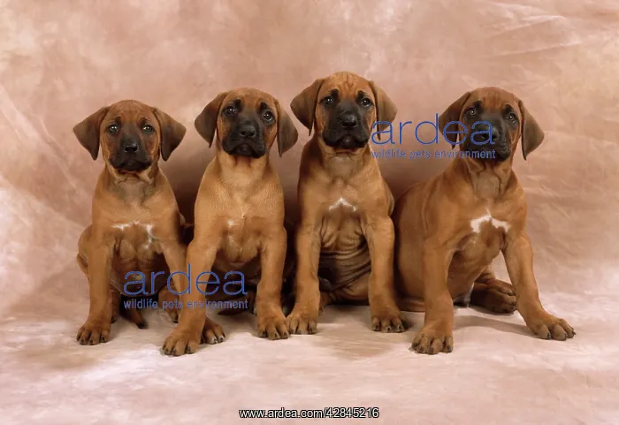  : DOG - Rhodesian Ridgeback puppies