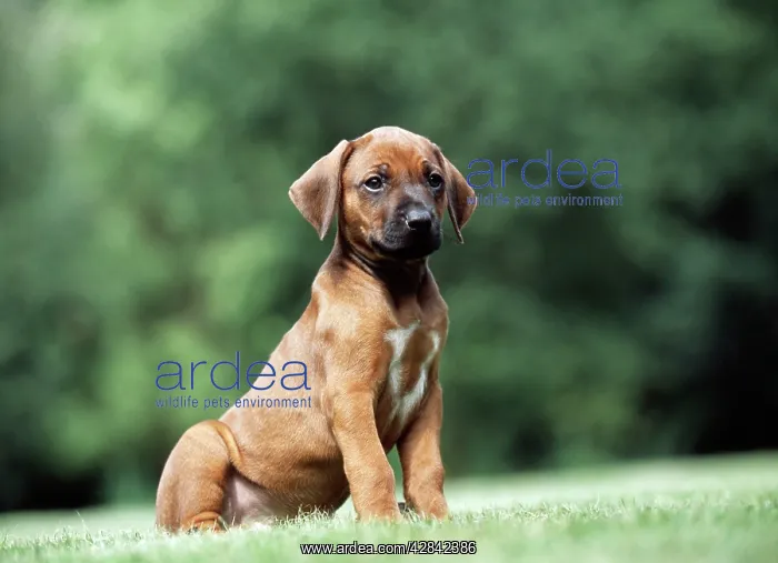 : DOG - Rhodesian Ridgeback puppy : DOG - Rhodesian Ridgeback puppy