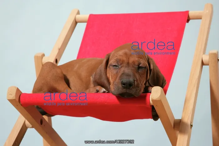 : Dog - Rhodesian Ridgeback puppy asleep on deck chair : Dog - Rhodesian Ridgeback puppy asleep on deck chair