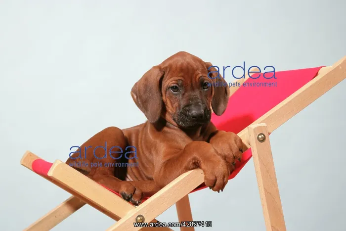 : Dog - Rhodesian Ridgeback puppy asleep on deck chair : Dog - Rhodesian Ridgeback puppy asleep on deck chair