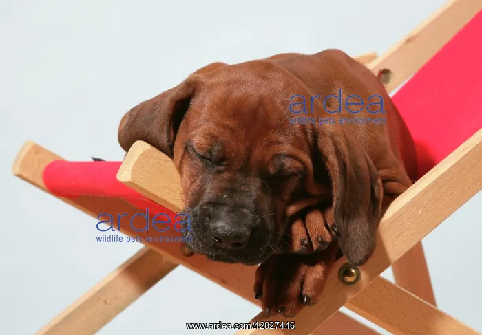: Dog - Rhodesian Ridgeback puppy asleep on deck chair : Dog - Rhodesian Ridgeback puppy asleep on deck chair