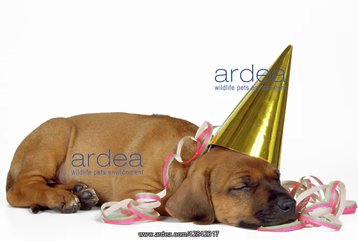 : DOG - Rhodesian Ridgeback puppy asleep wearing : DOG - Rhodesian Ridgeback puppy asleep wearing
