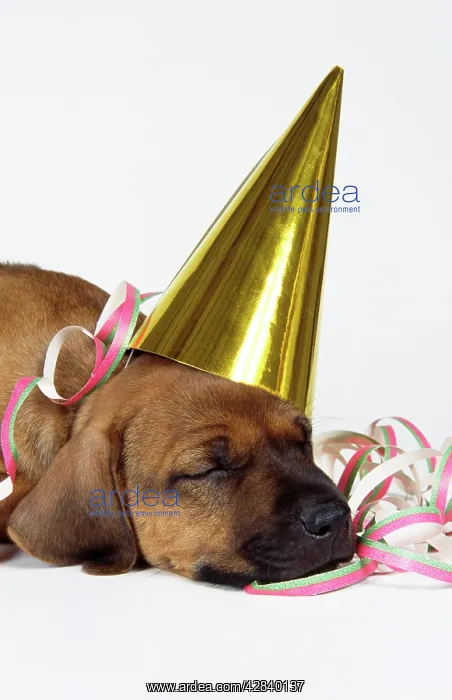 : DOG - Rhodesian Ridgeback puppy asleep wearing party hat : DOG - Rhodesian Ridgeback puppy asleep wearing party hat