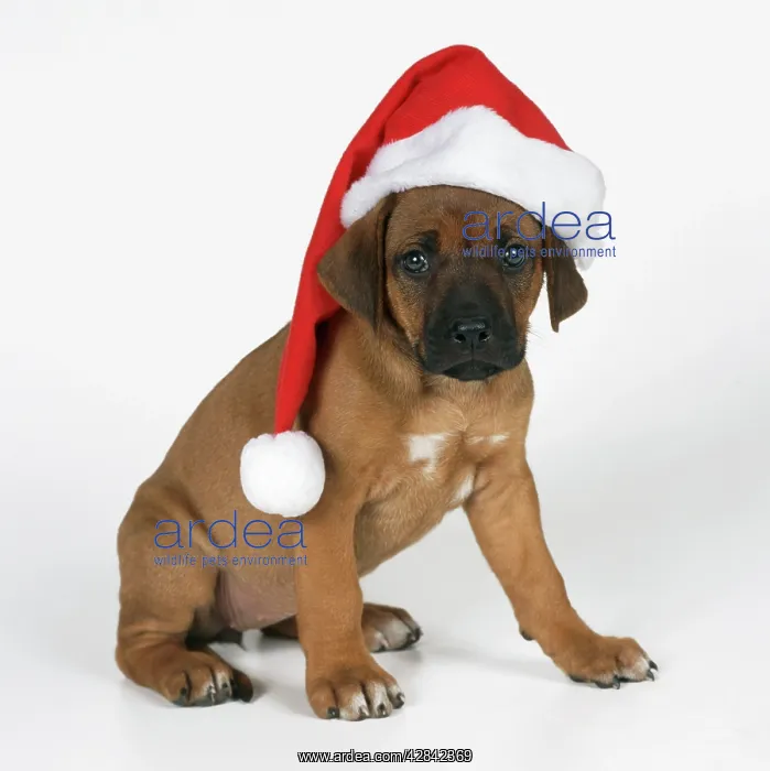 : DOG - Rhodesian Ridgeback puppy wearing Christmas hat : DOG - Rhodesian Ridgeback puppy wearing Christmas hat
