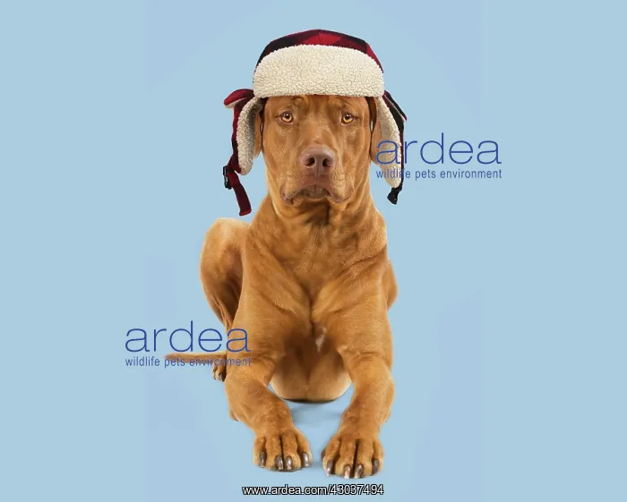 : Dog - Rhodesian Ridgeback sitting wearing plaid : Dog - Rhodesian Ridgeback sitting wearing plaid