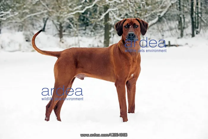 : DOG - Rhodesian ridgeback in snow : DOG - Rhodesian ridgeback in snow