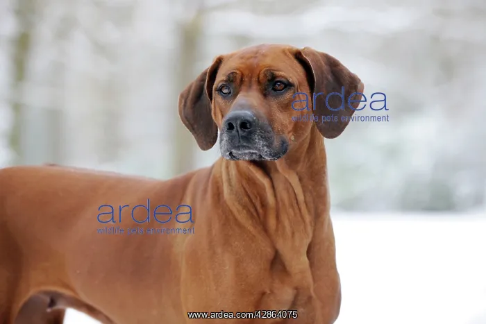 : DOG - Rhodesian ridgeback in snow : DOG - Rhodesian ridgeback in snow