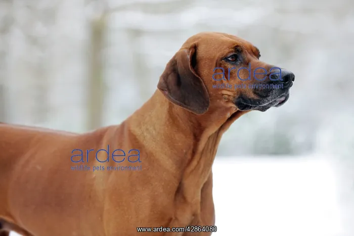 : DOG - Rhodesian ridgeback in snow : DOG - Rhodesian ridgeback in snow