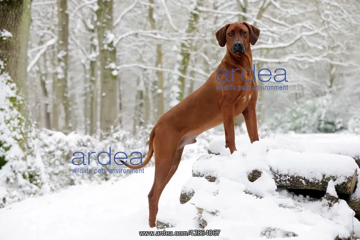  : DOG - Rhodesian ridgeback on snow covered log pile