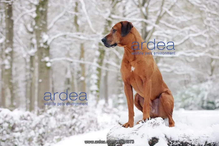  : DOG - Rhodesian ridgeback on snow covered log pile