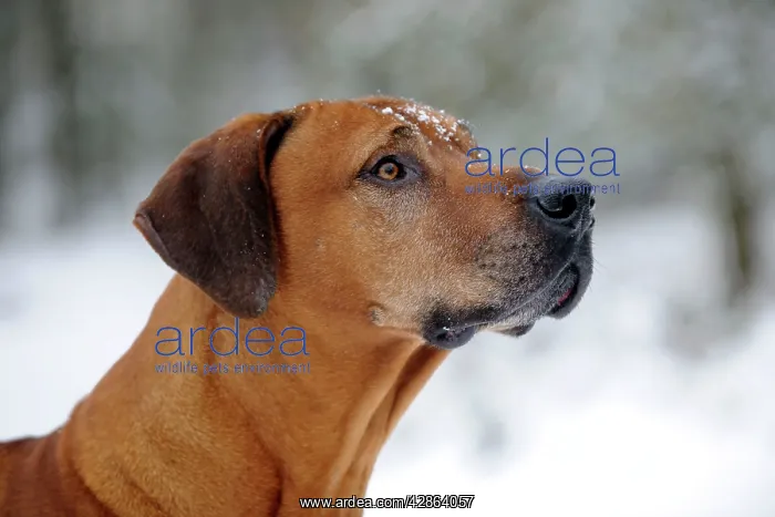 : DOG - Rhodesian ridgeback with snow on its face (head shot) : DOG - Rhodesian ridgeback with snow on its face (head shot)