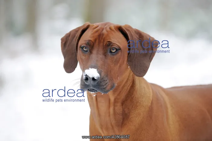  : DOG - Rhodesian ridgeback with snow on its face (head shot)