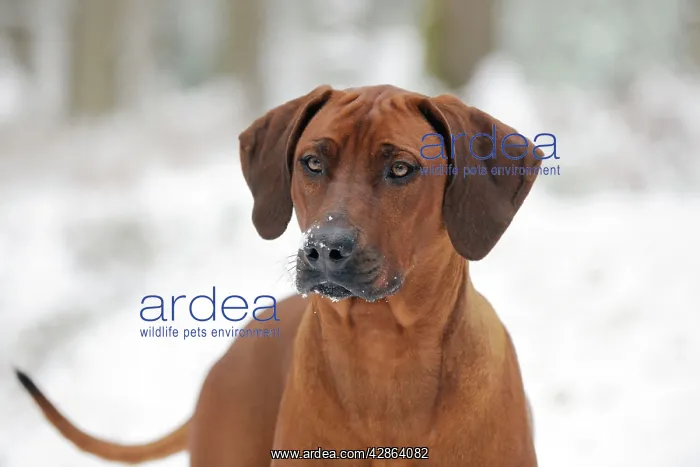 : DOG - Rhodesian ridgeback in snow (head shot) : DOG - Rhodesian ridgeback in snow (head shot)