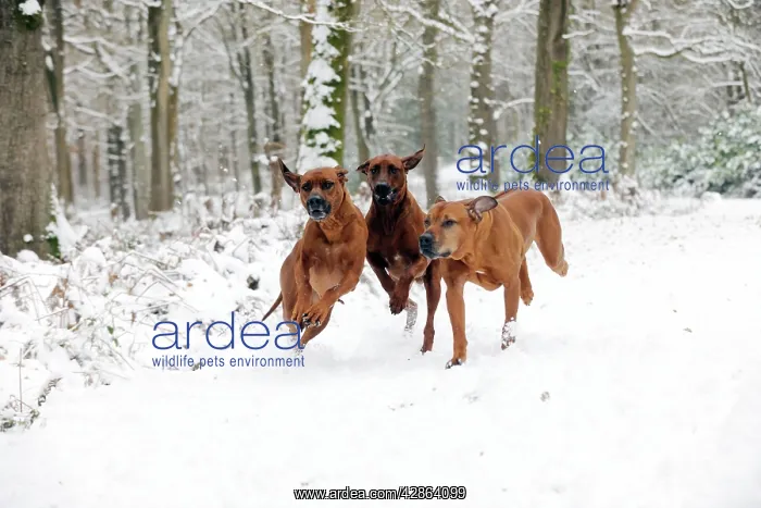 : DOG - Rhodesian ridgebacks running through snow : DOG - Rhodesian ridgebacks running through snow