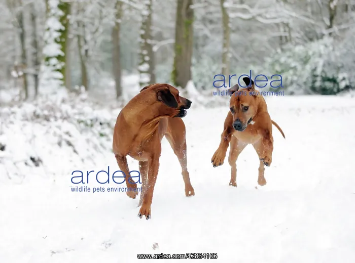 : DOG - Rhodesian ridgebacks running through snow : DOG - Rhodesian ridgebacks running through snow