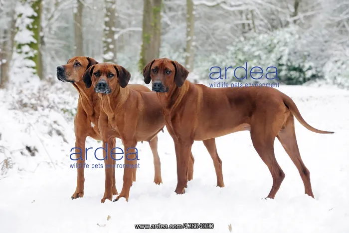 : DOG - Rhodesian ridgebacks in snow : DOG - Rhodesian ridgebacks in snow