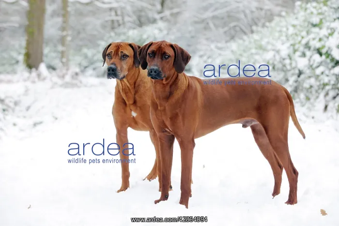 : DOG - Rhodesian ridgebacks in snow : DOG - Rhodesian ridgebacks in snow