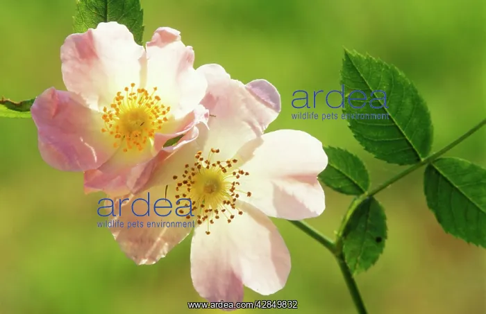  : Dog ROSE (Rosa canina)