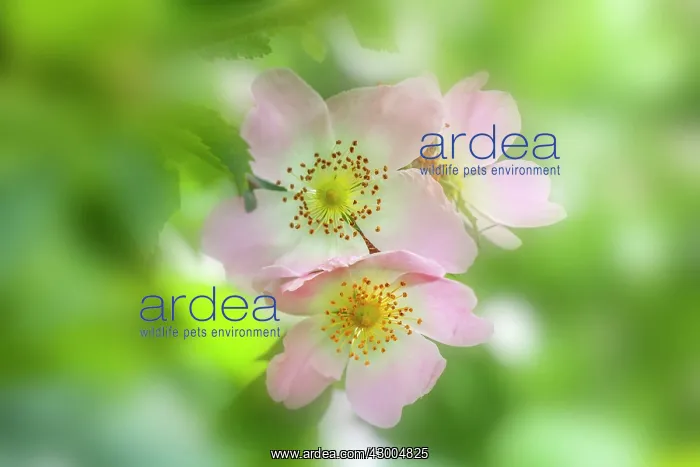  : Dog Rose (Rosa canina)
