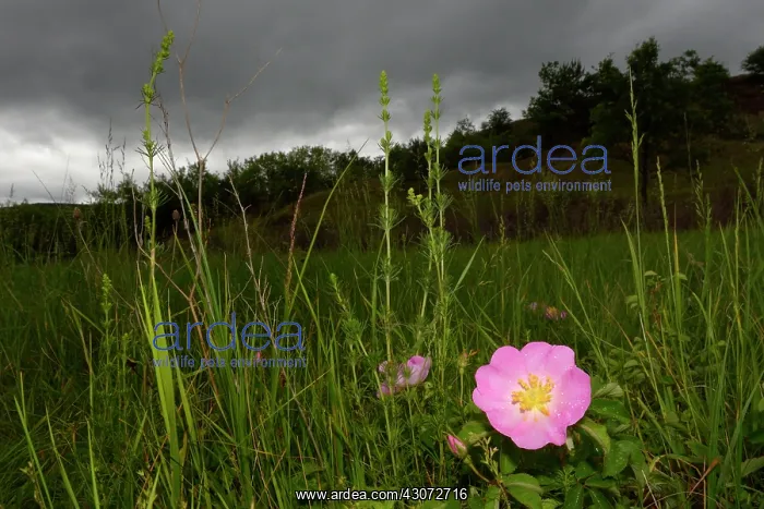 : Dog Rose (Rosa canina) close-up in grassland : Dog Rose (Rosa canina) close-up in grassland