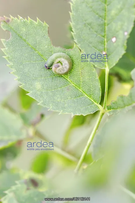 : Dog Rose. Larva of a sawfly (Allantus viennensis) resting on the partly : Dog Rose. Larva of a sawfly (Allantus viennensis) resting on the partly