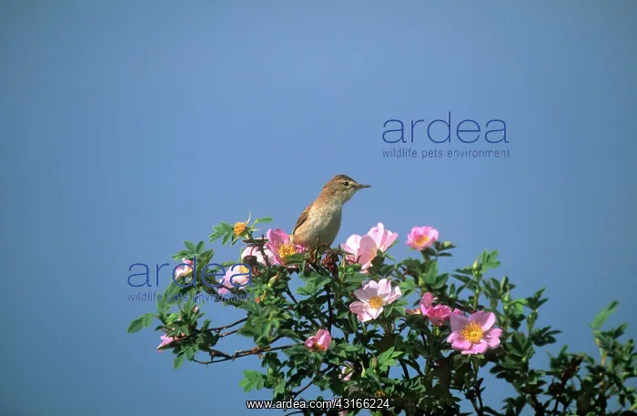  : Dog Rose. Booted Warbler (Hippolais caligata caligata) perching on Dog rose 