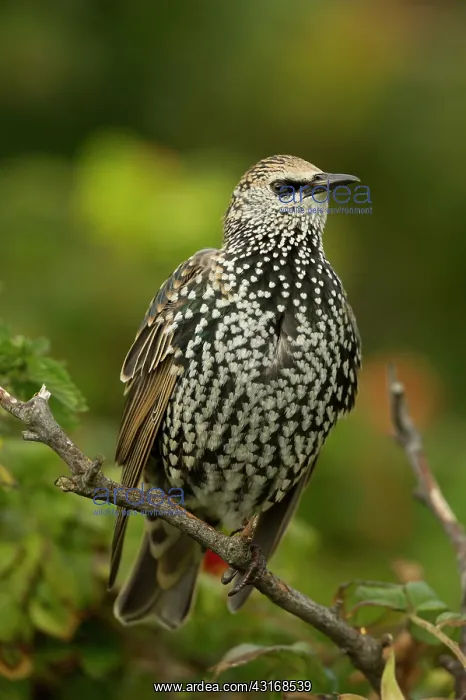: Dog Rose. Common Starling (Sturnus vulgaris) female perched on a branch : Dog Rose. Common Starling (Sturnus vulgaris) female perched on a branch