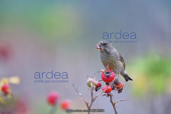 : Dog Rose. Greenfinch(Carduelis spinus) female feeding on Rose Hip (Rosa canina) : Dog Rose. Greenfinch(Carduelis spinus) female feeding on Rose Hip (Rosa canina)