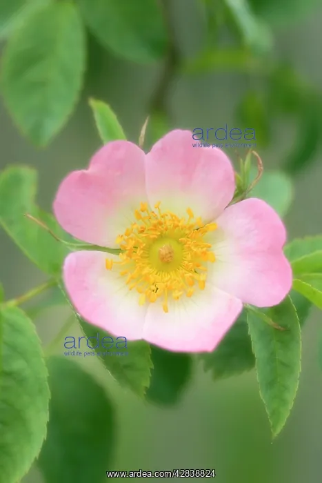 : Dog Rose - flower : Dog Rose - flower