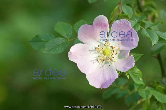 : Dog Rose - flower - June : Dog Rose - flower - June